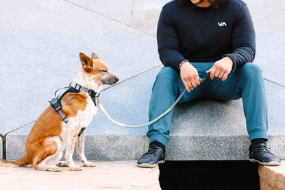 Rowan dog harness — additional photo 8