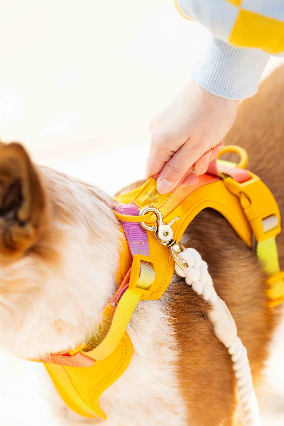 Kenna dog harness — additional photo 11