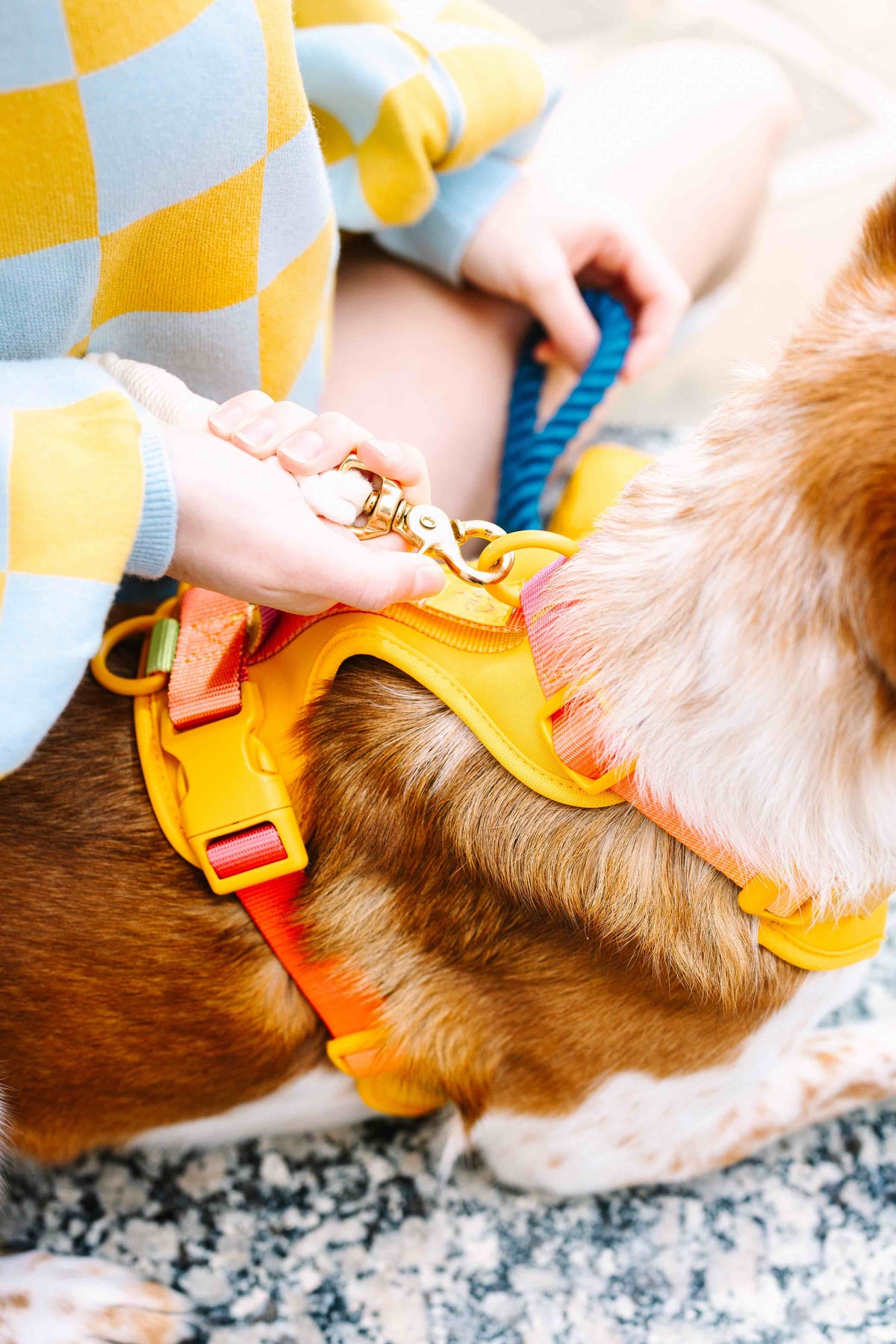 Kenna dog harness — additional photo 12