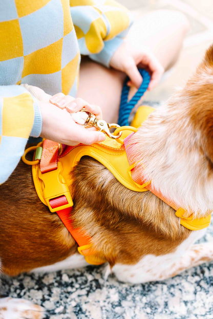 Kenna dog harness — additional photo 12