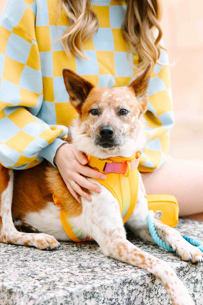 Kenna dog harness — additional photo 13