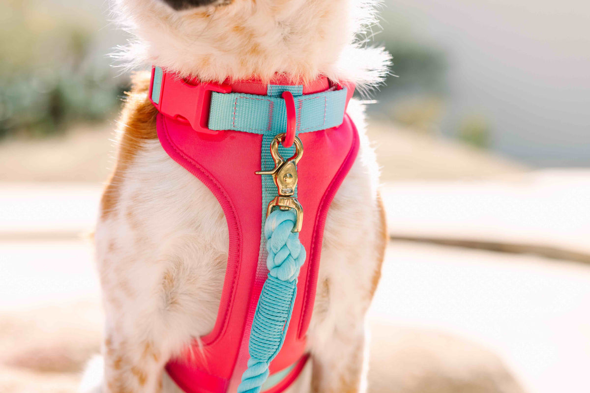 Stasia dog harness — additional photo 19