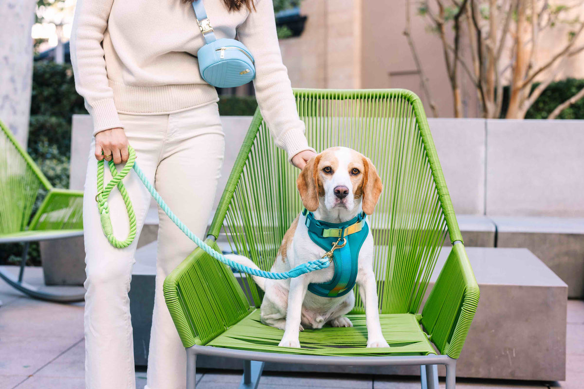 Joey dog harness — additional photo 9