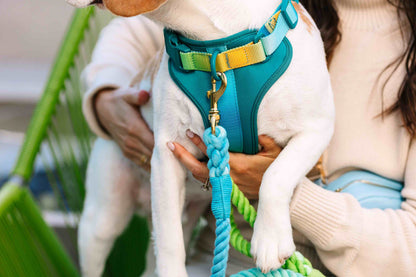 Joey dog harness — additional photo 8