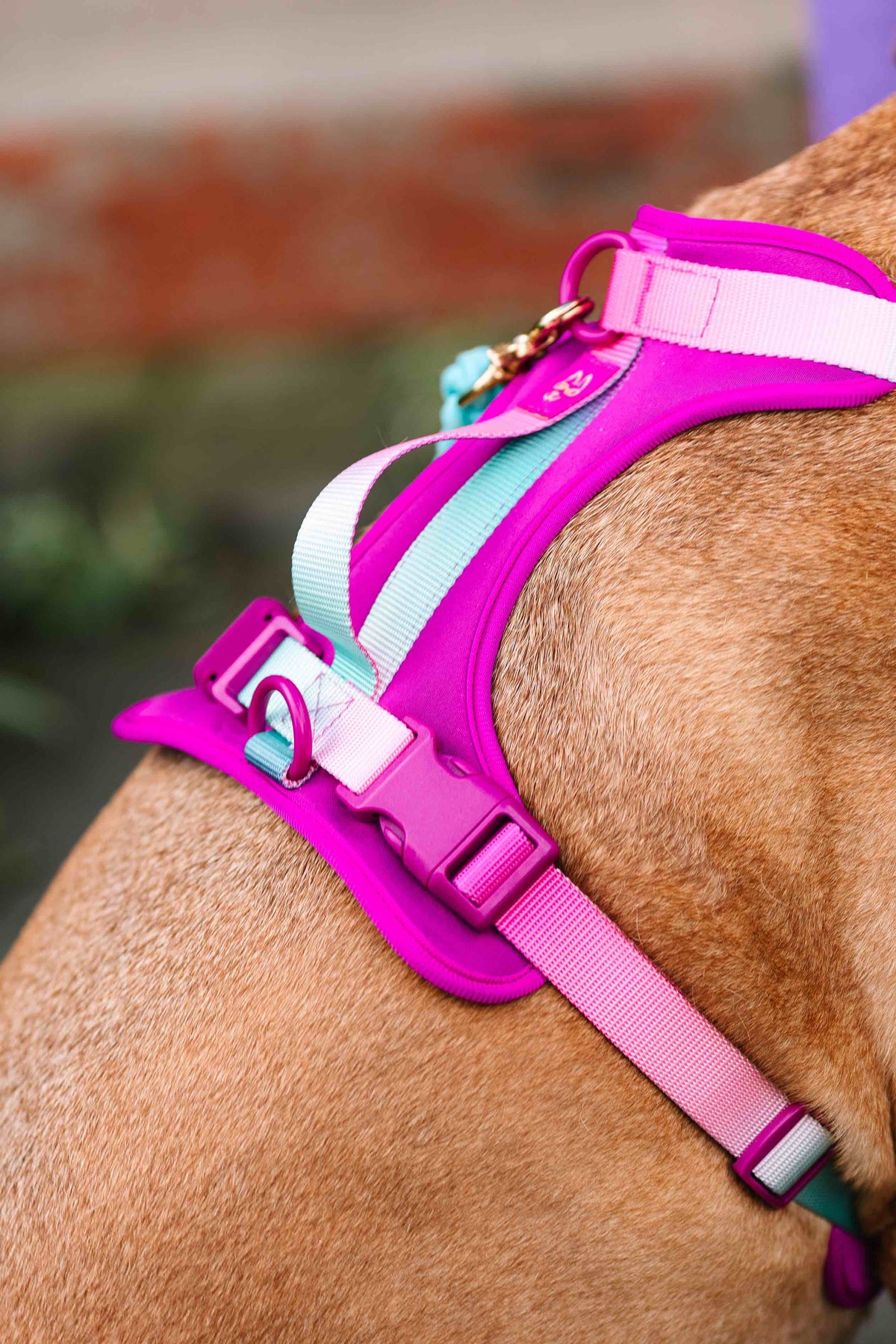 Joana dog harness — additional photo 5