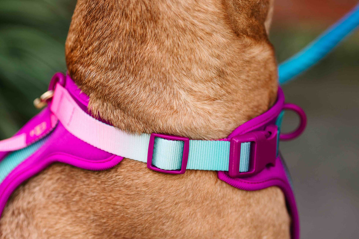 Joana dog harness — additional photo 6
