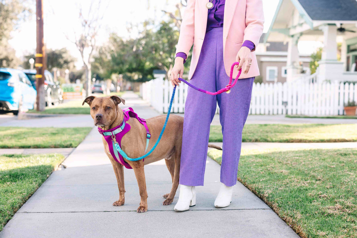 Joana dog harness — additional photo 11