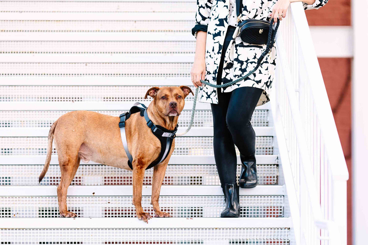 Rowan dog harness — additional photo 9