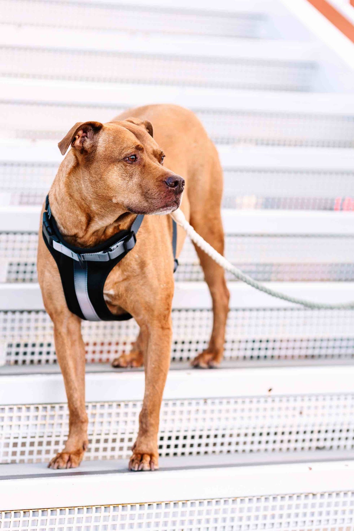 Rowan dog harness — additional photo 10