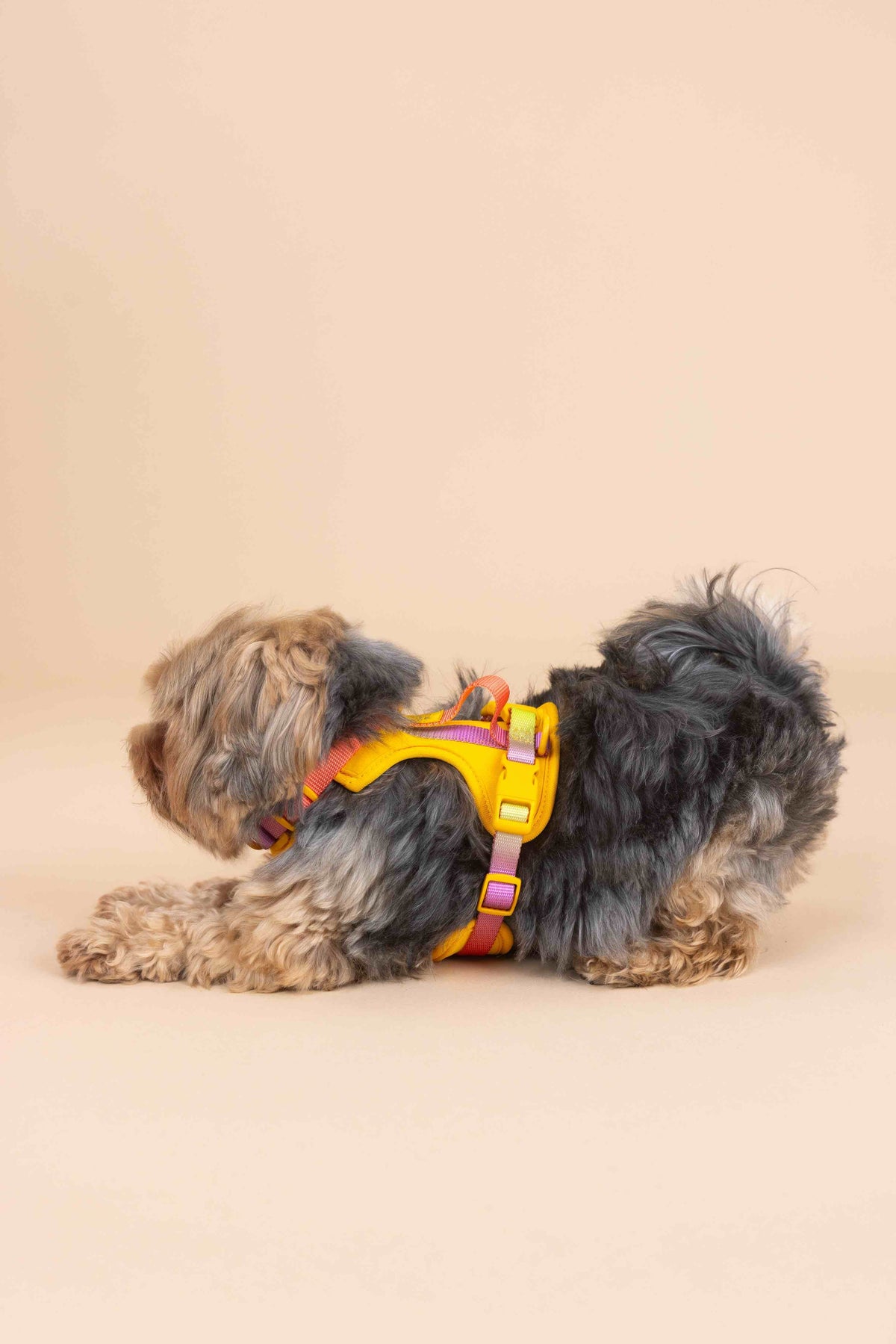 Kenna dog harness — additional photo 5