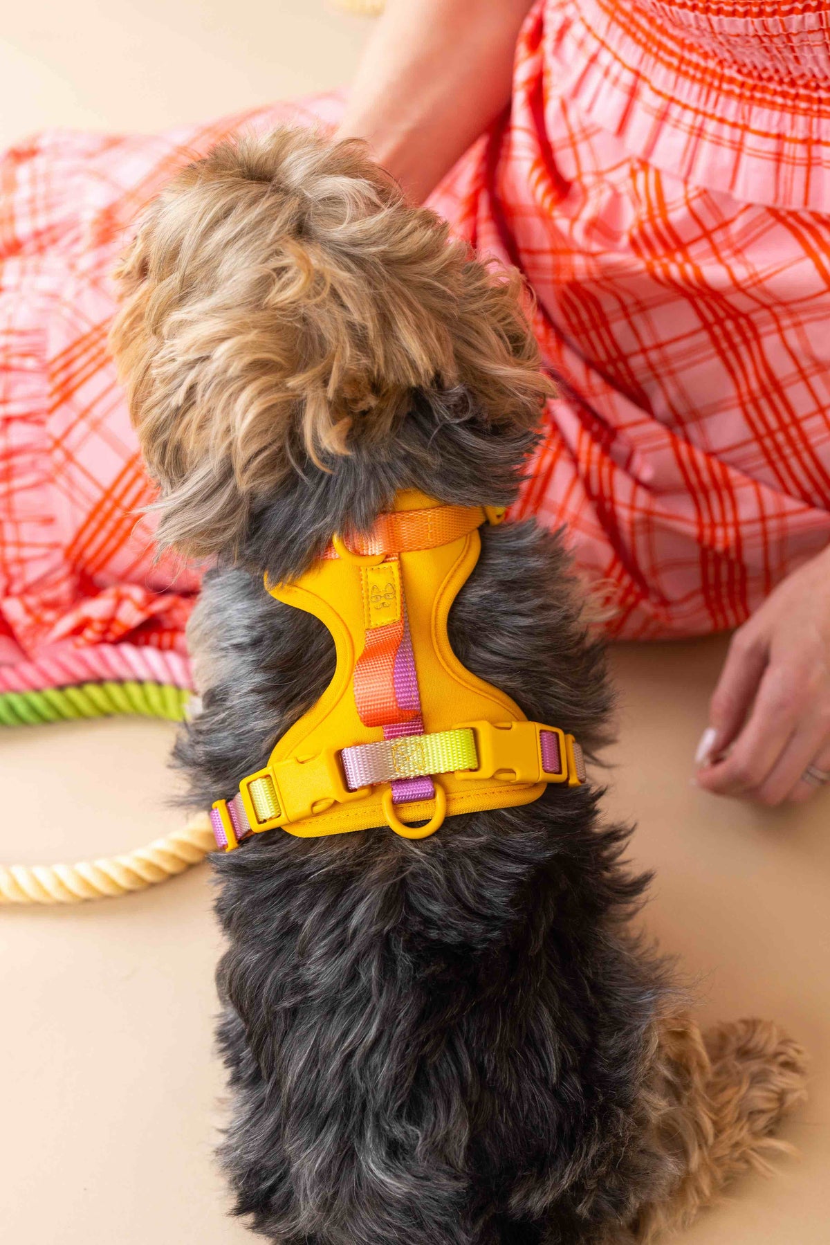 Kenna dog harness — additional photo 3
