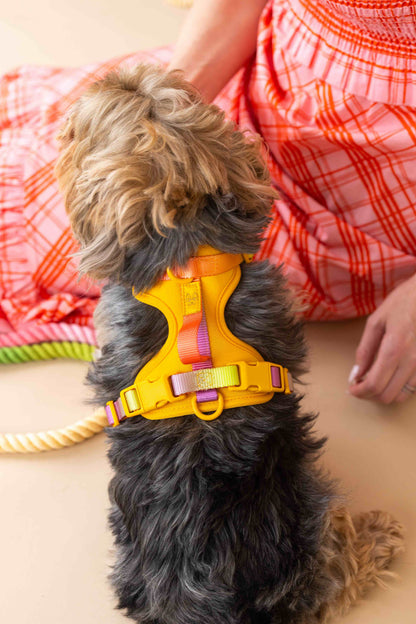 Kenna dog harness — additional photo 3
