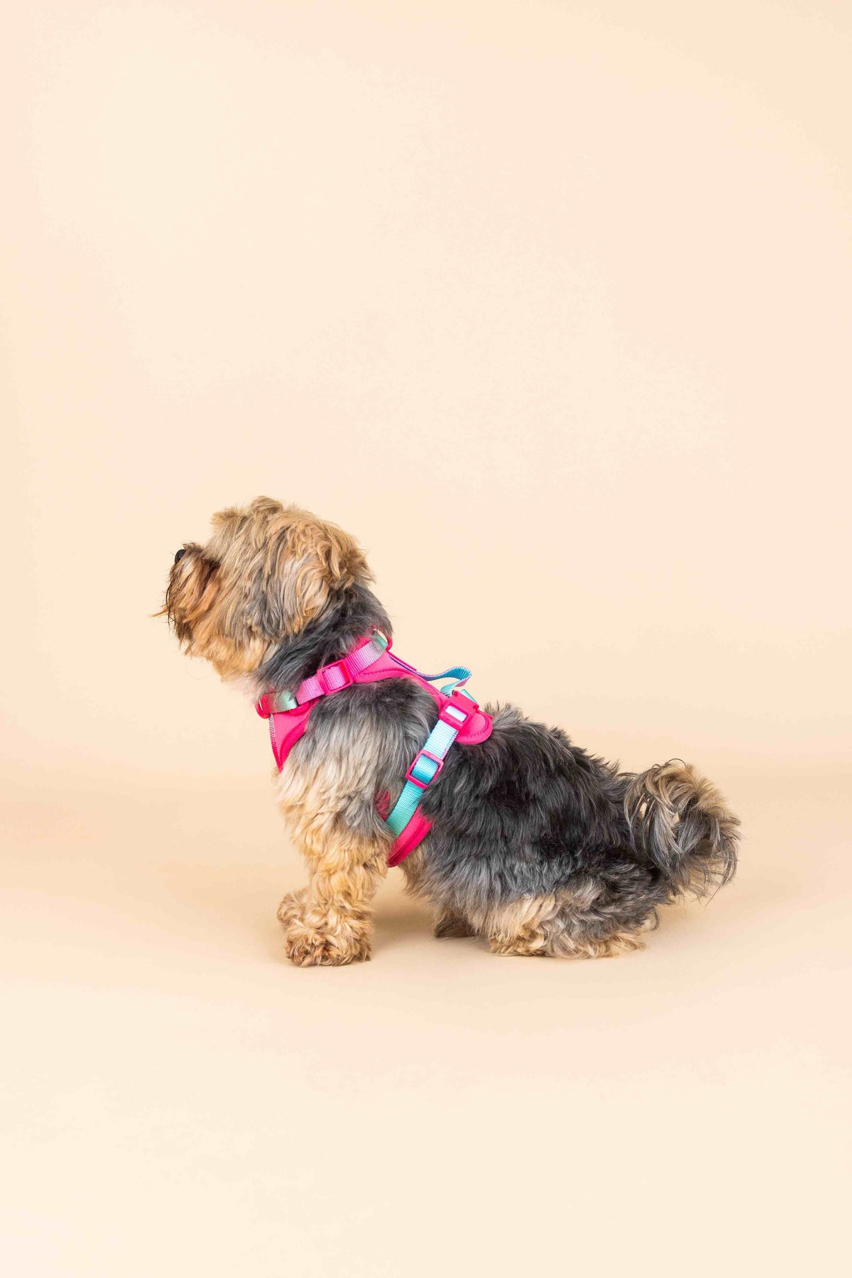 Stasia dog harness — additional photo 6