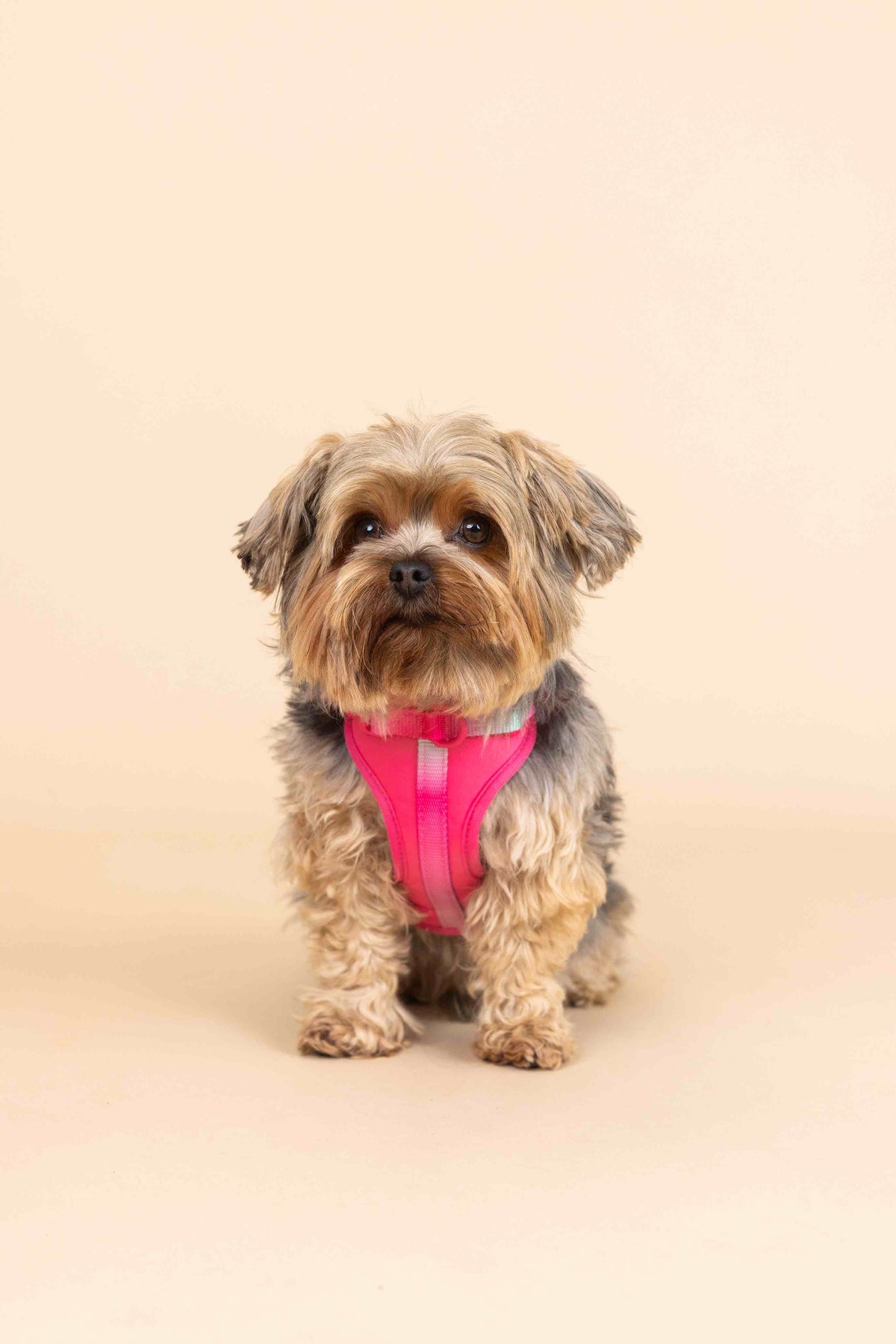 Stasia dog harness — additional photo 5