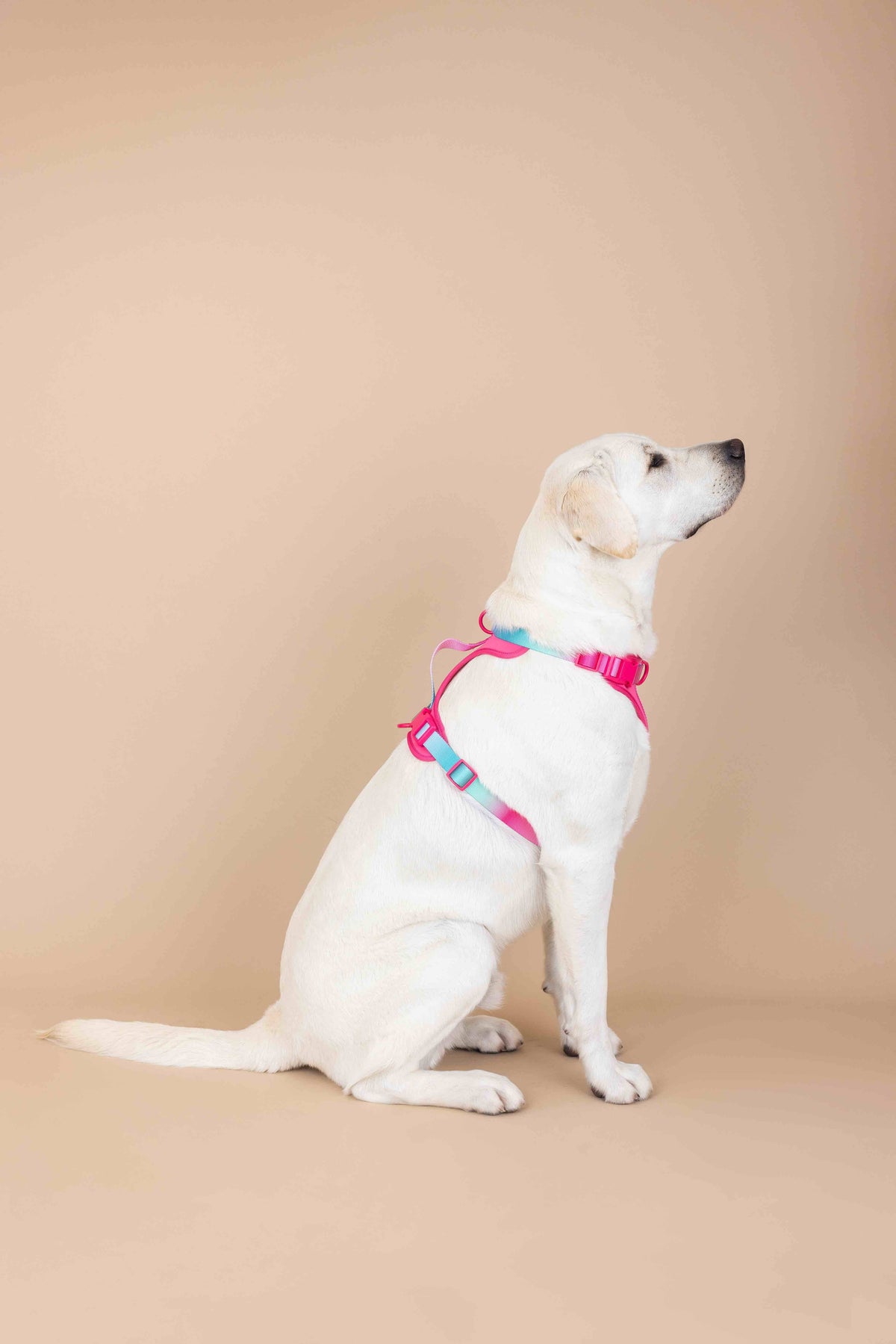 Stasia dog harness — additional photo 4