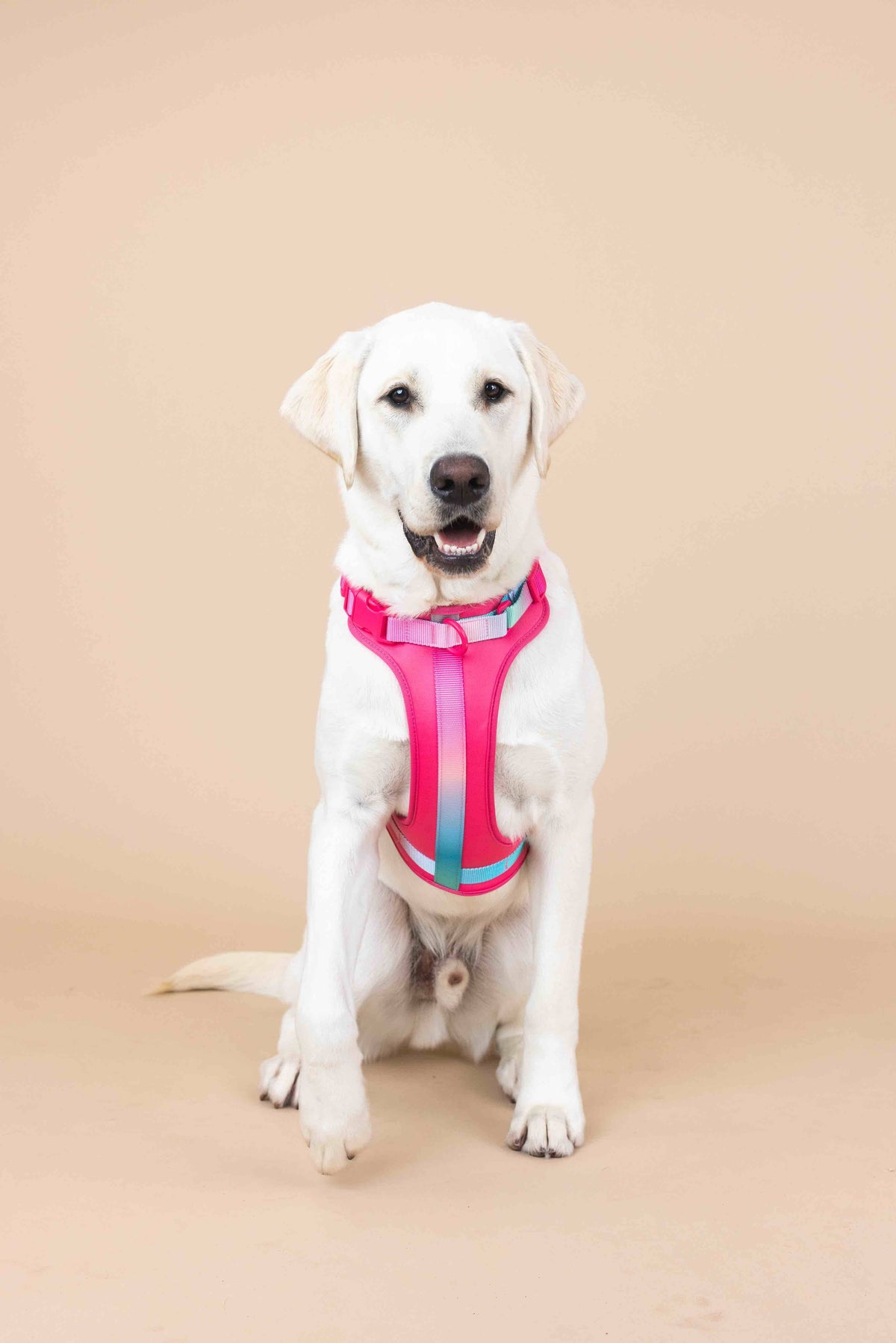 Stasia dog harness — additional photo 3
