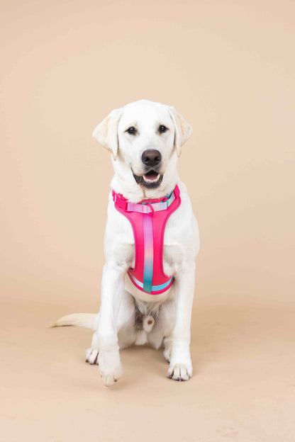 Stasia dog harness — additional photo 3