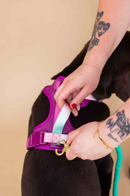 Joana dog harness — additional photo 7
