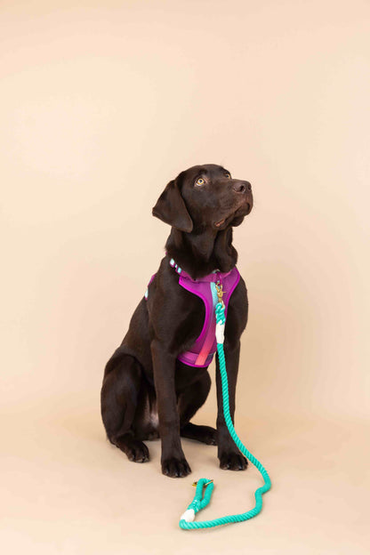 Joana dog harness — additional photo 4