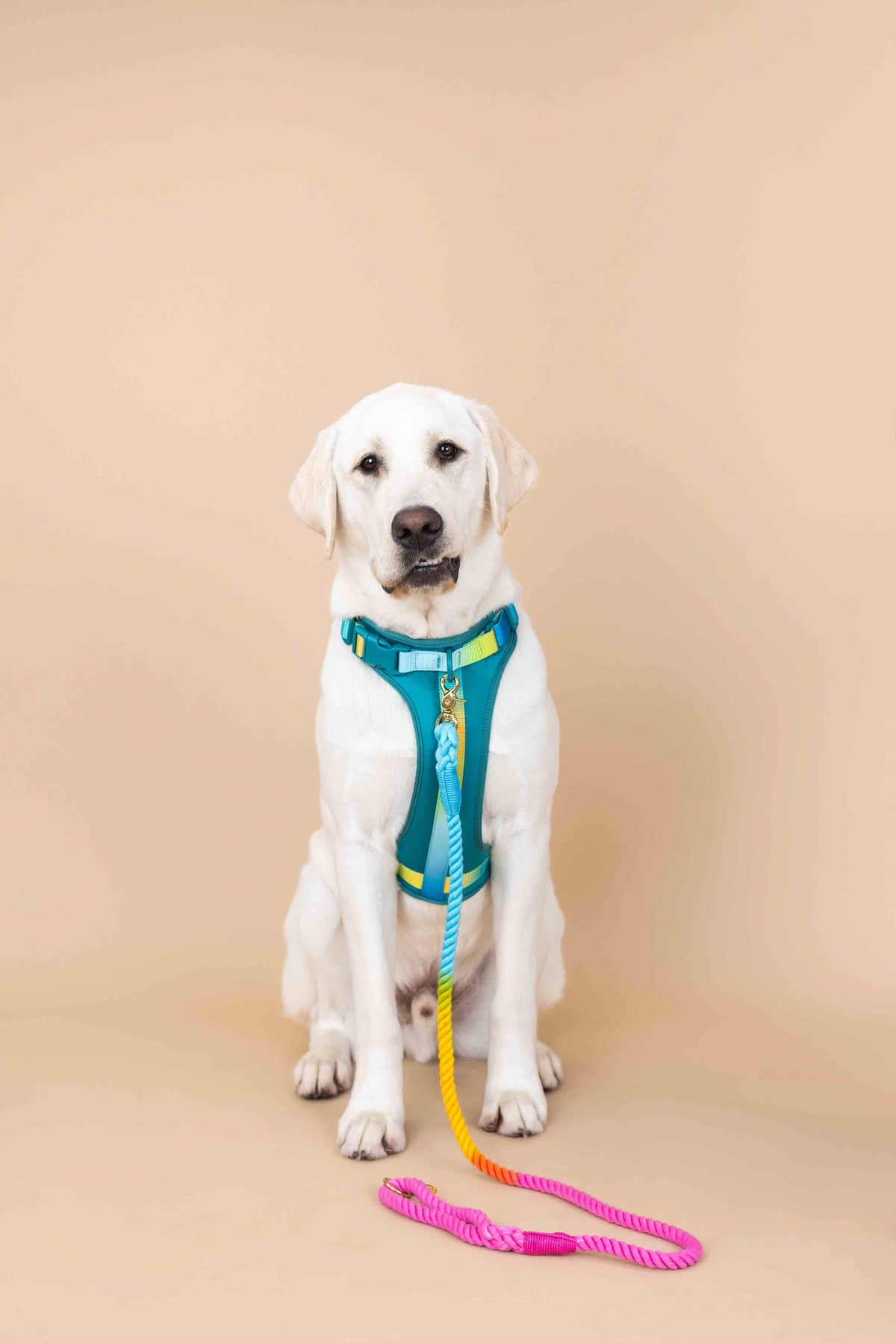 Joey dog harness — additional photo 3