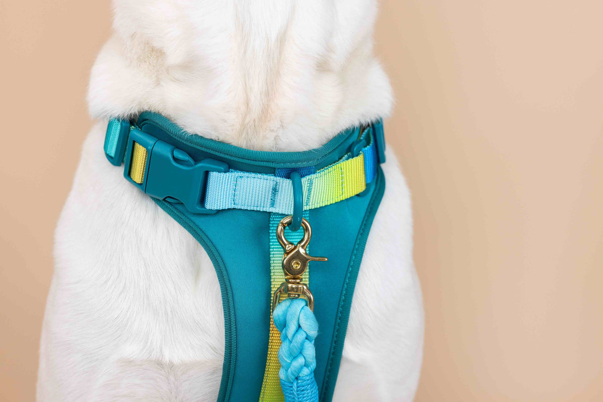Joey dog harness — additional photo 6
