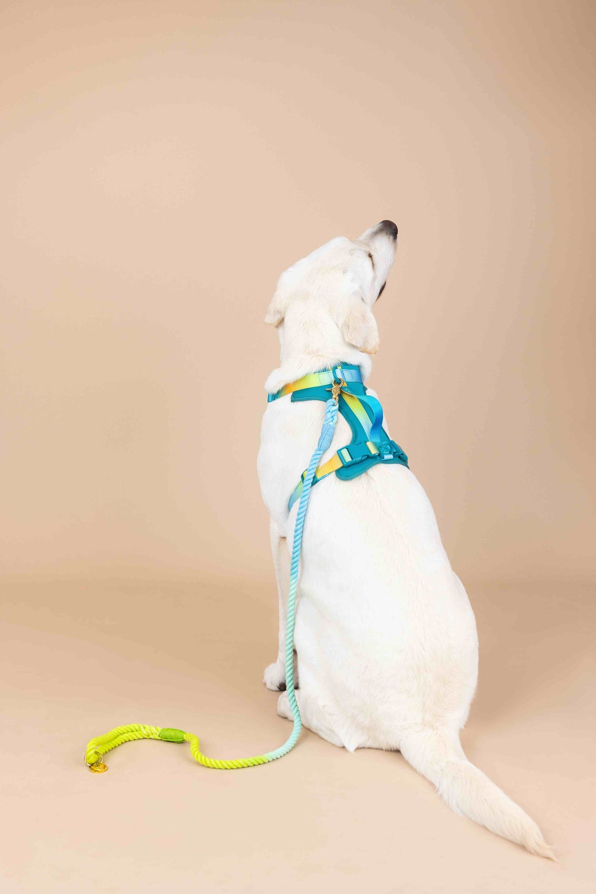 Joey dog harness — additional photo 4