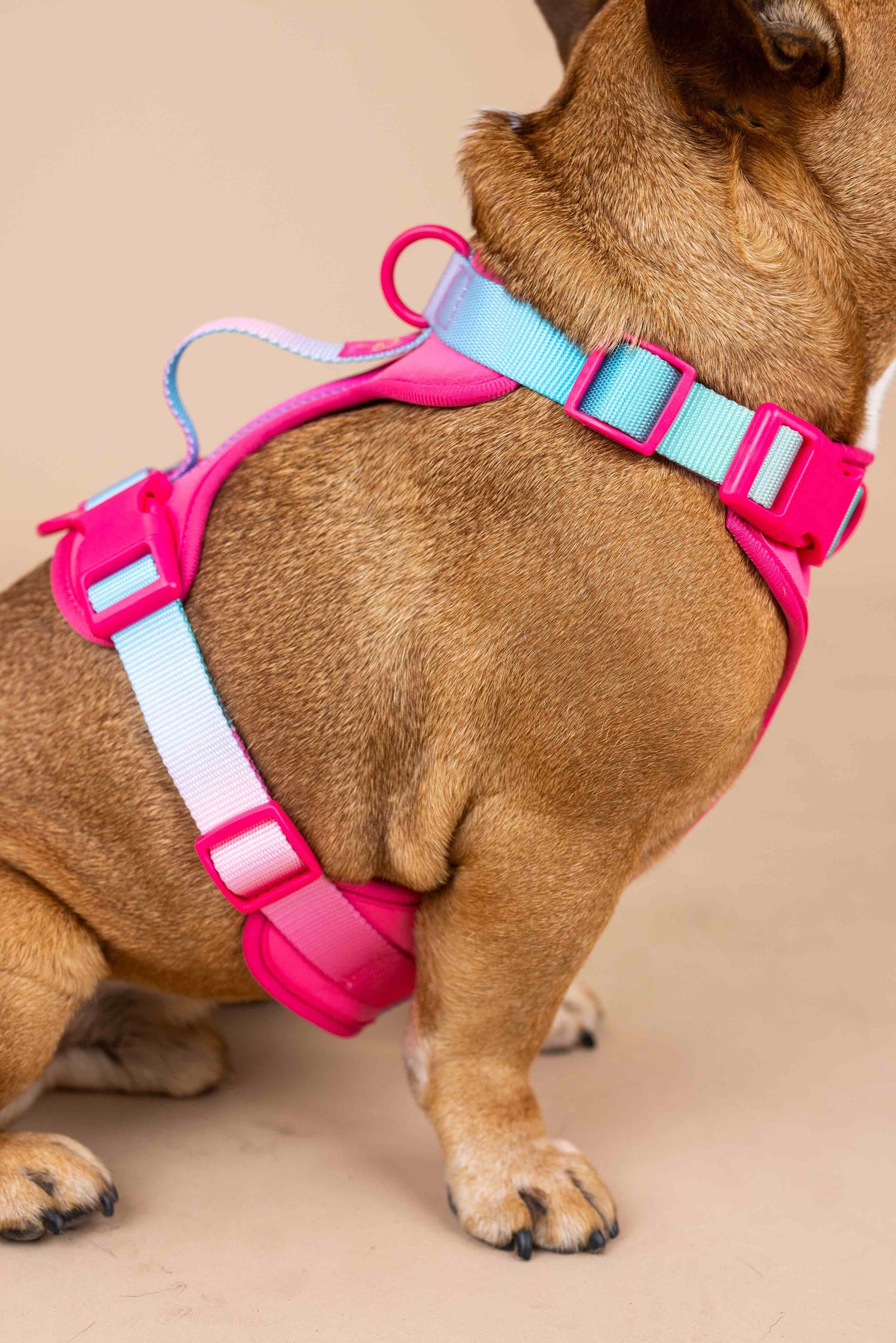 Stasia dog harness — additional photo 9
