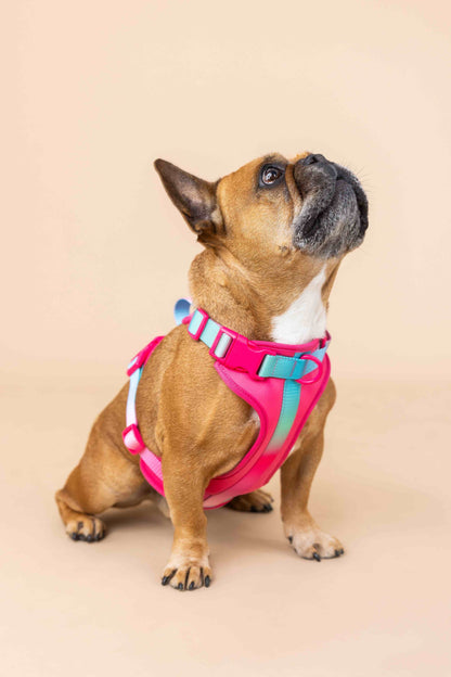 Stasia dog harness — additional photo 8