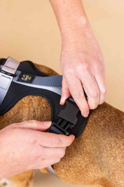 Rowan dog harness — additional photo 5