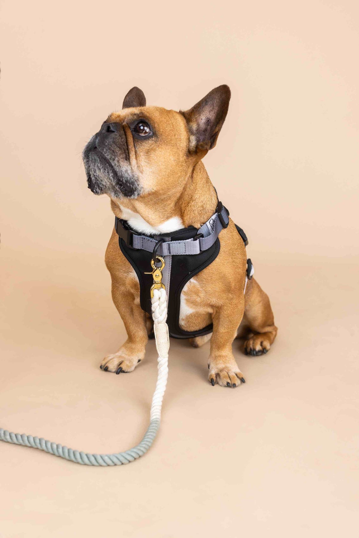 Rowan dog harness — additional photo 3