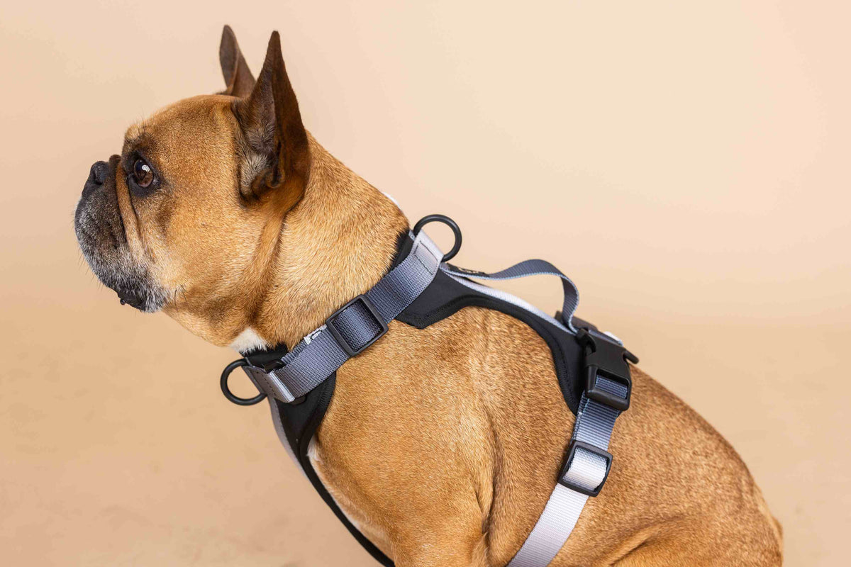 Rowan dog harness — additional photo 4