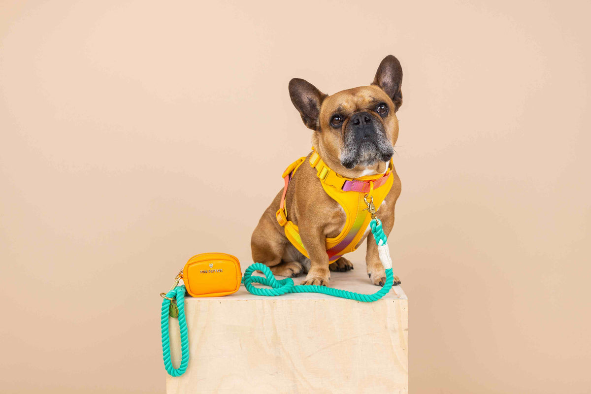 Kenna dog harness — additional photo 6