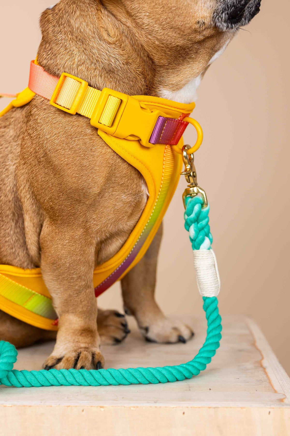 Kenna dog harness — additional photo 7