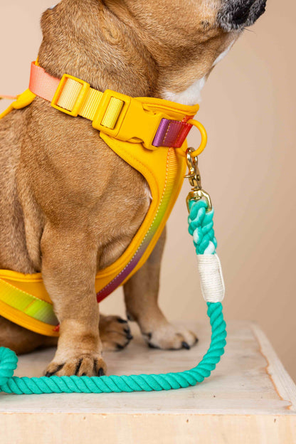 Kenna dog harness — additional photo 7