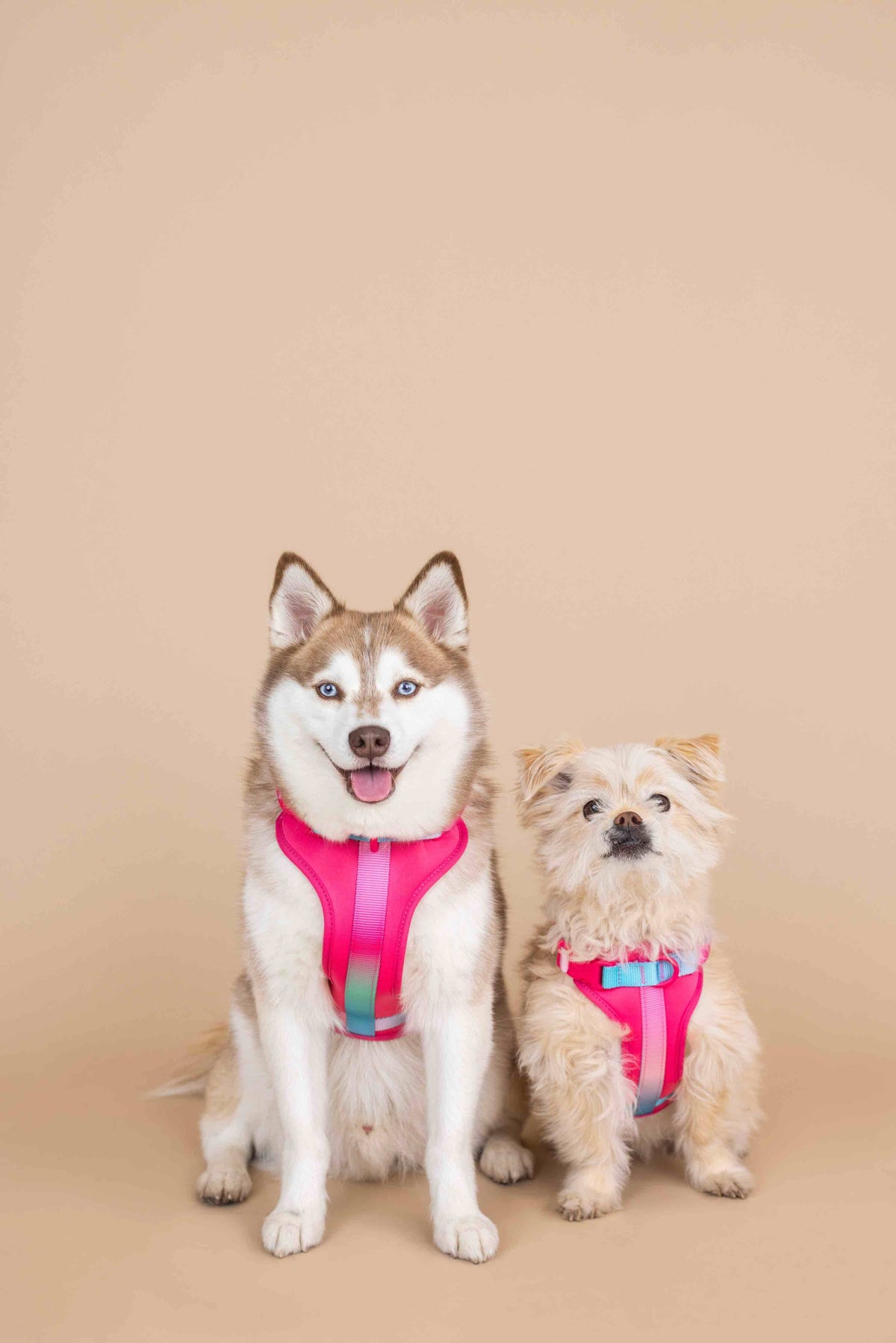 Stasia dog harness — additional photo 10