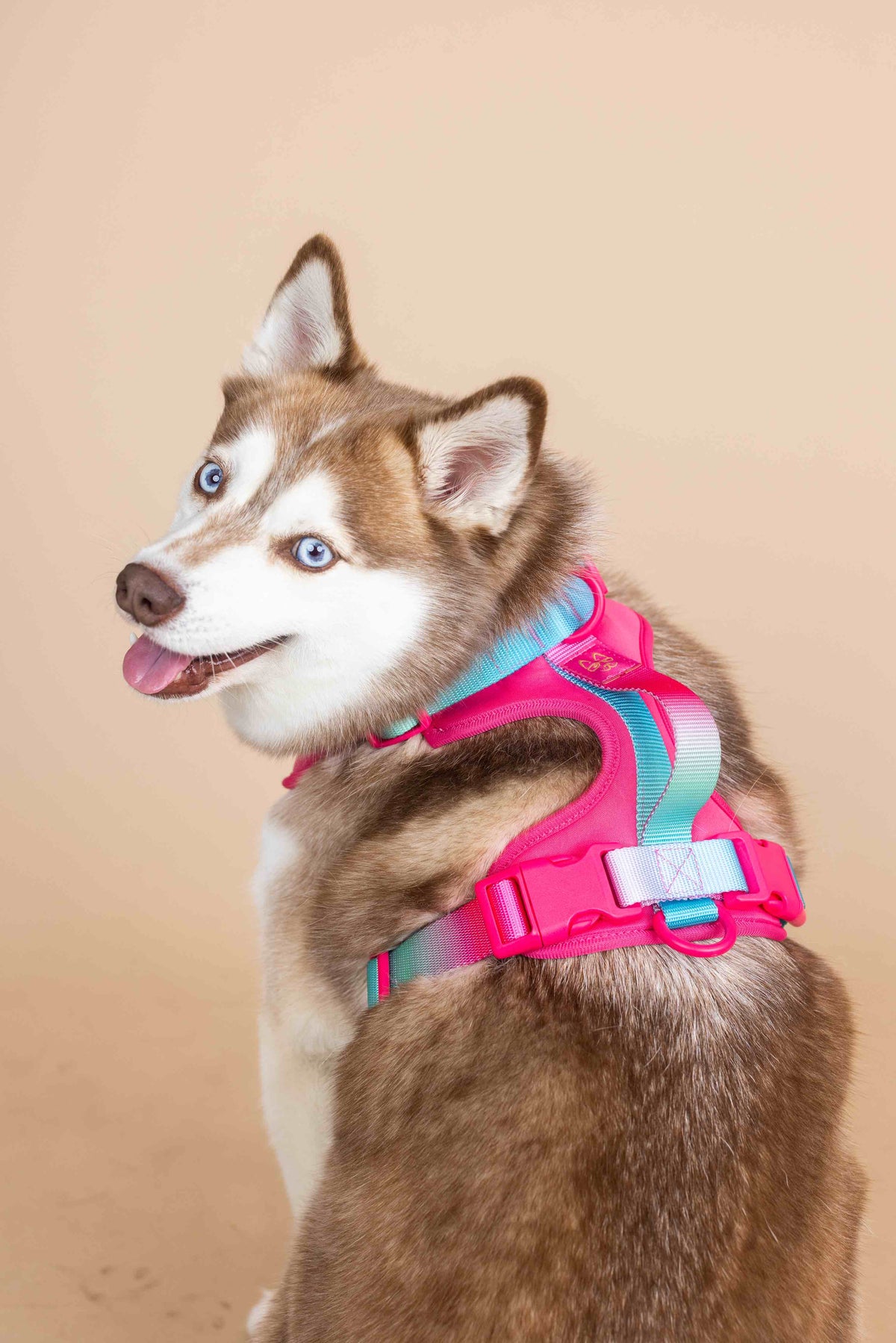 Stasia dog harness — additional photo 11