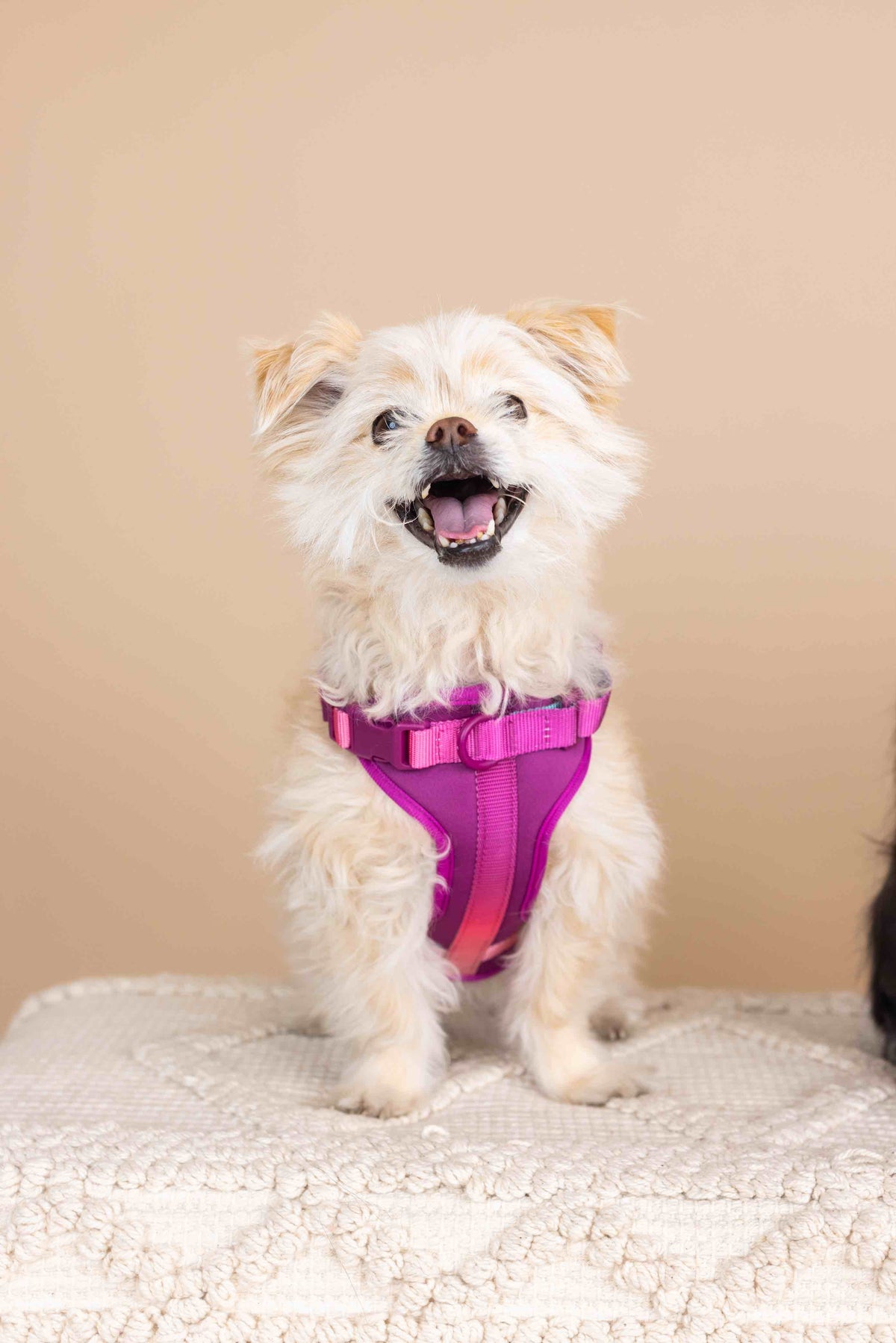 Joana dog harness — additional photo 3