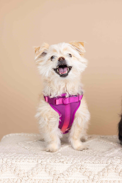 Joana dog harness — additional photo 3