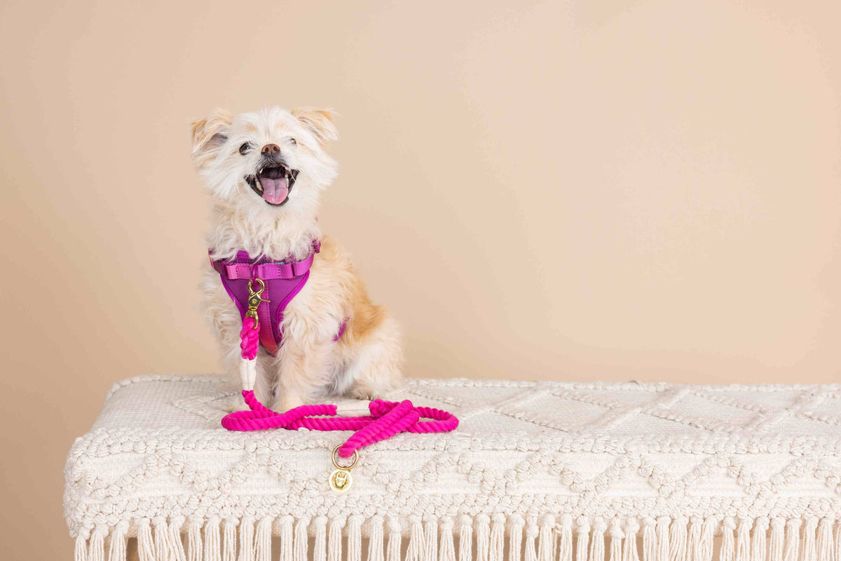 Joana dog harness — additional photo 9