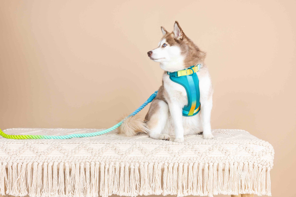 Joey dog harness — additional photo 5