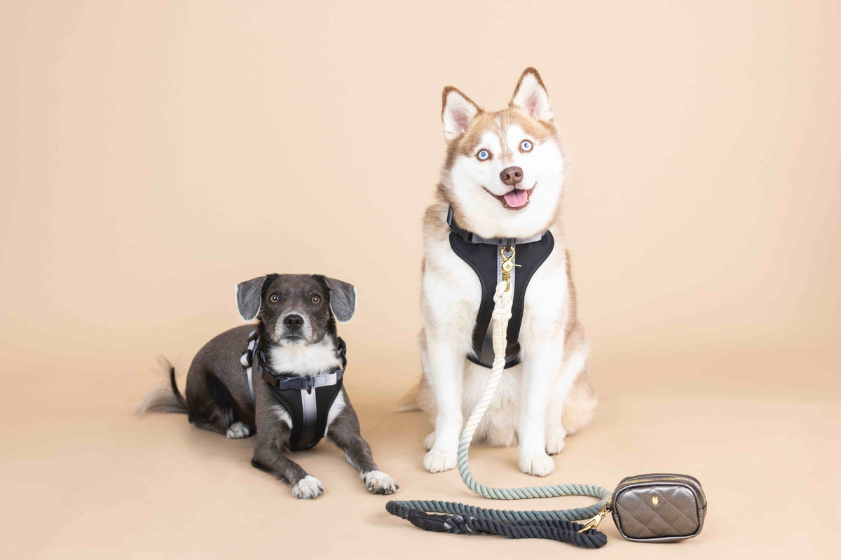 Rowan dog harness — additional photo 6