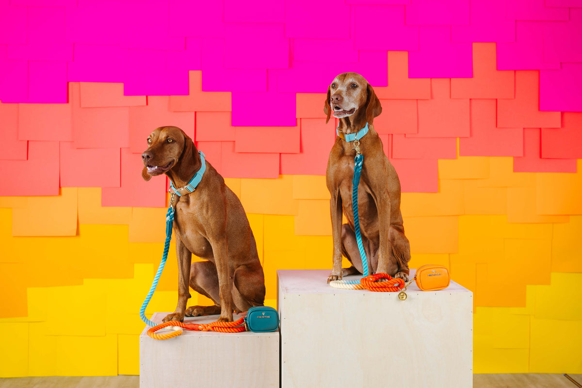Dario treat pouch and poop bag holder — additional photo 11