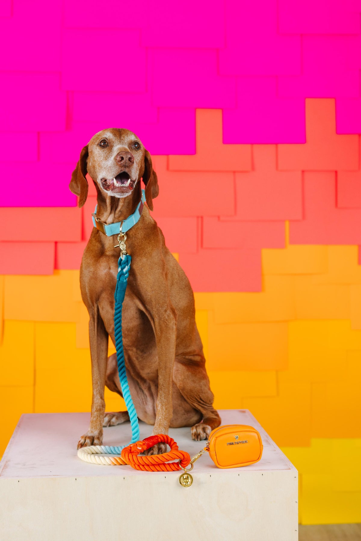 Perry dog collar — additional photo 3