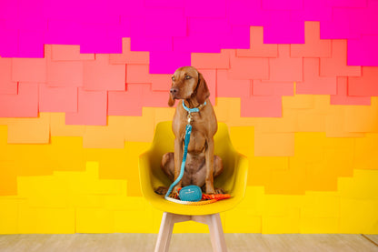 Dario treat pouch and poop bag holder — additional photo 9