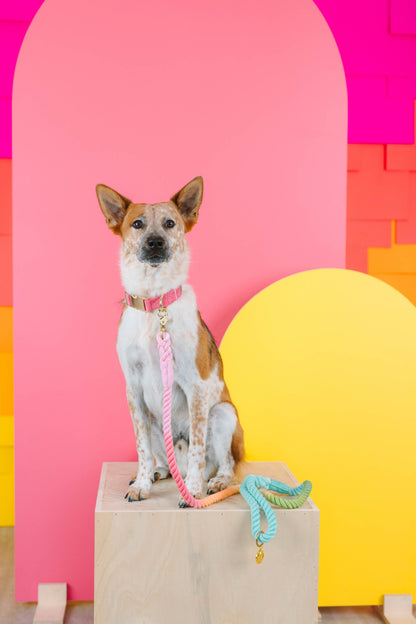 Ella dog collar — additional photo 3