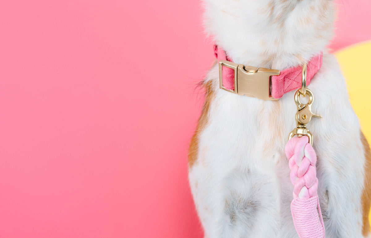 Ella dog collar — additional photo 6