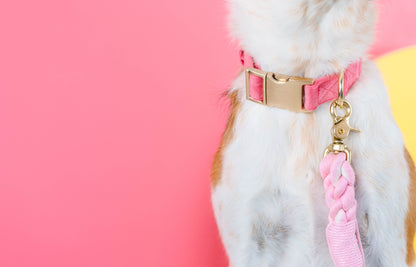 Ella dog collar — additional photo 6