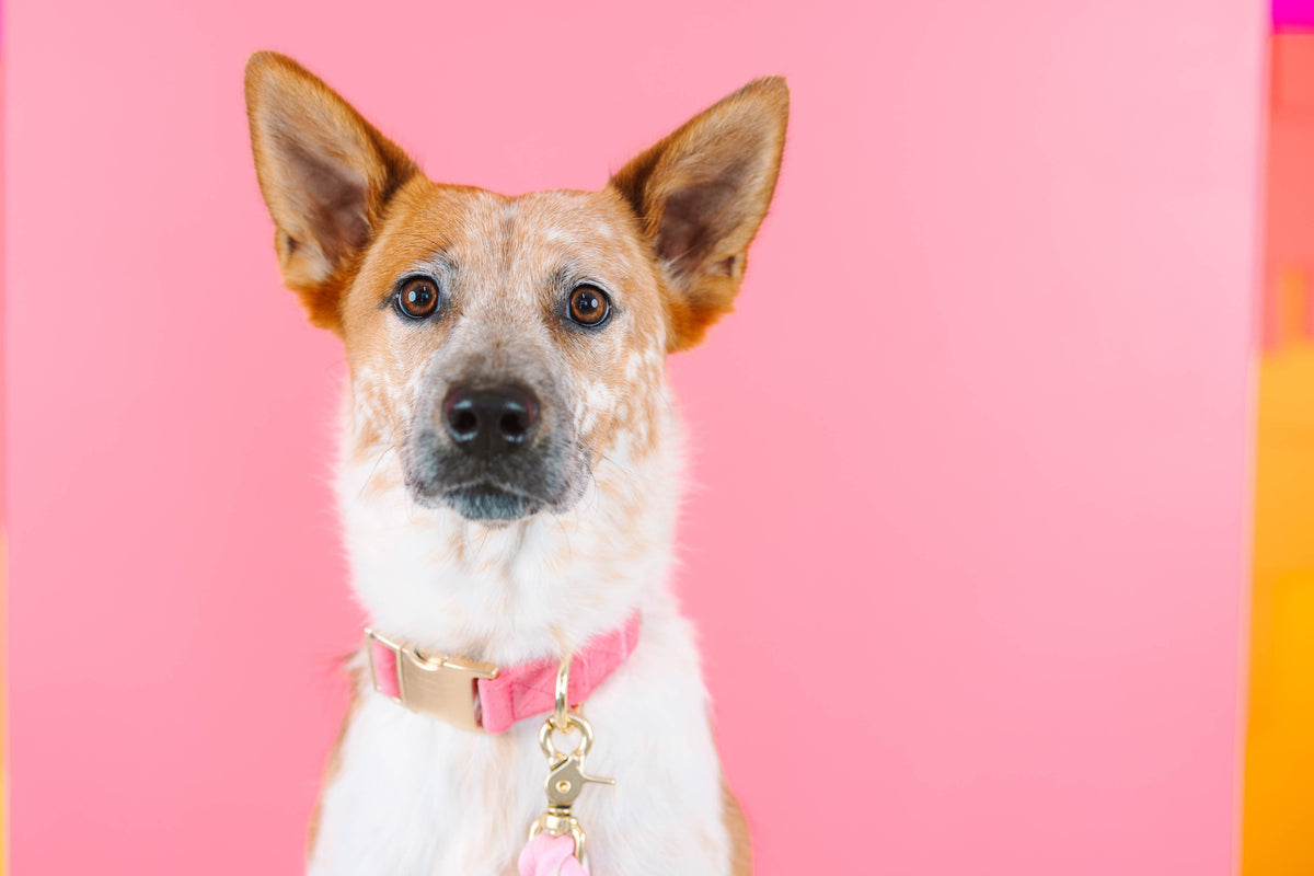 Ella dog collar — additional photo 4
