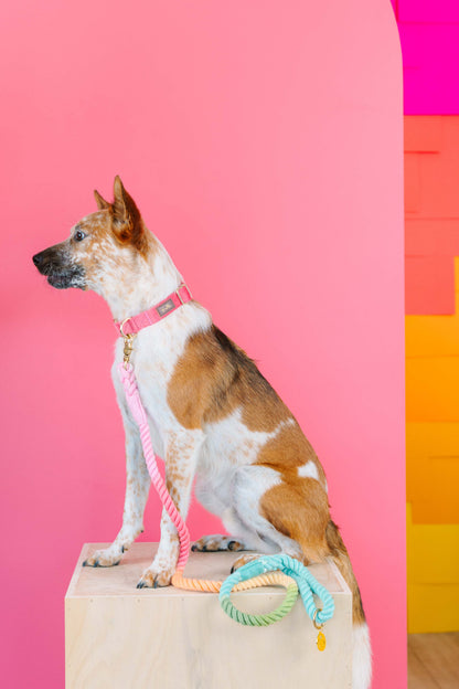 Halston rope dog leash — additional photo 7