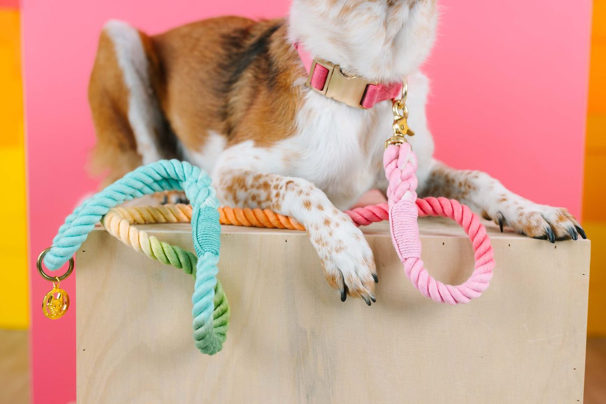 Halston rope dog leash — additional photo 6